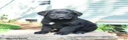 Mixed Breed dogs for sale: Shawn  - Ad 1