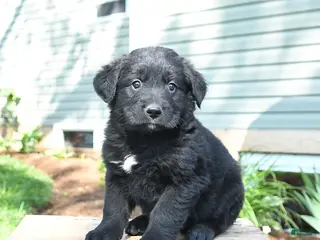 Mixed Breed dogs for sale: Shawn - Ad 2