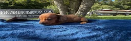 Miniature Dachshund dogs for sale: Russian red dapple smooth - Ad 7