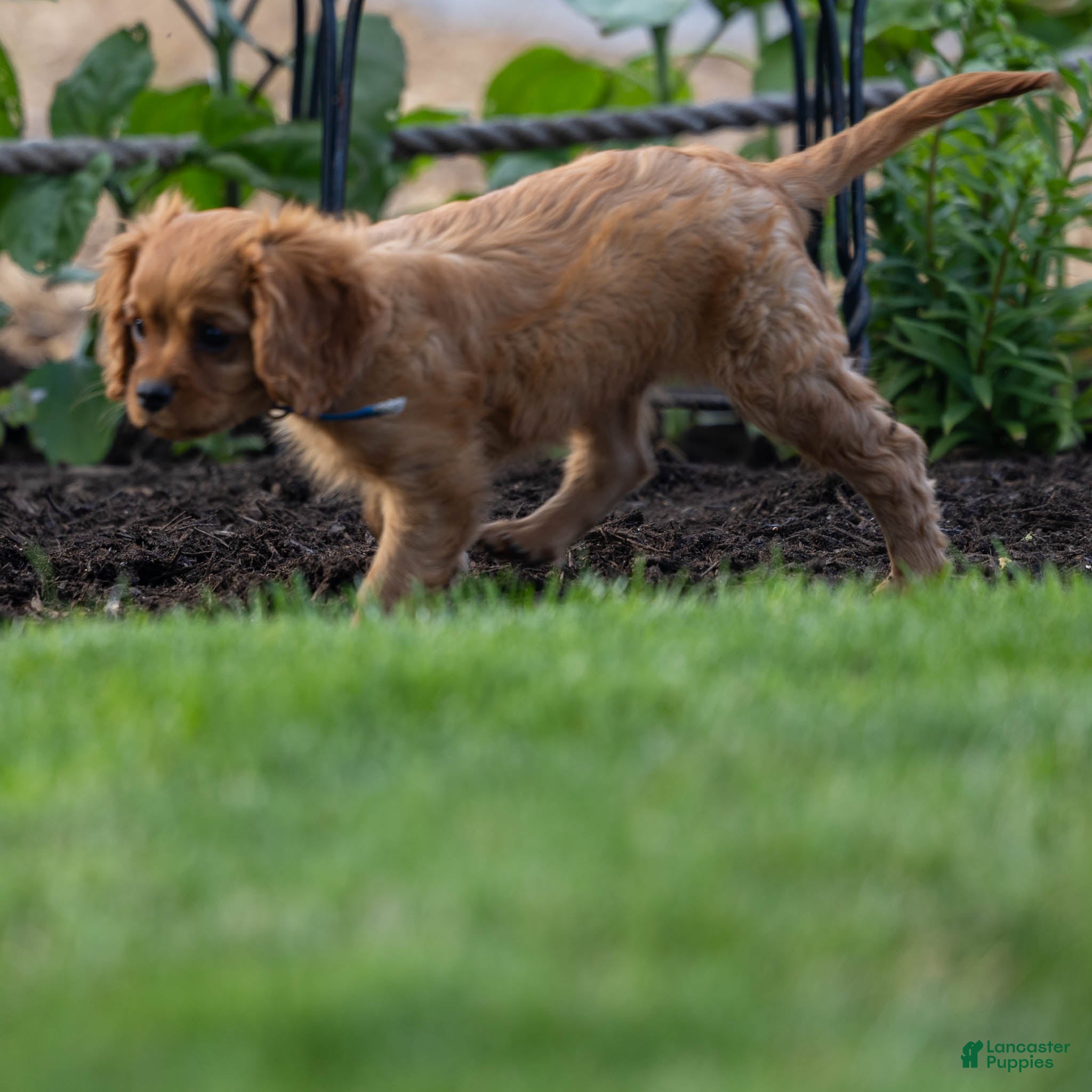 Cavalier King Charles Spaniel dogs for sale: Archie Cavalier King Charles Spaniel Puppy  - Ad 6