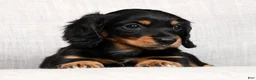Miniature Dachshund dogs for sale: Ellie - Long Hair - Ad 9