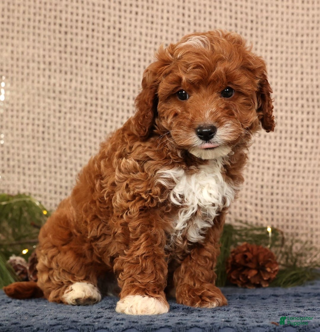 Cavapoo dogs for sale: Nolan - Ad 8