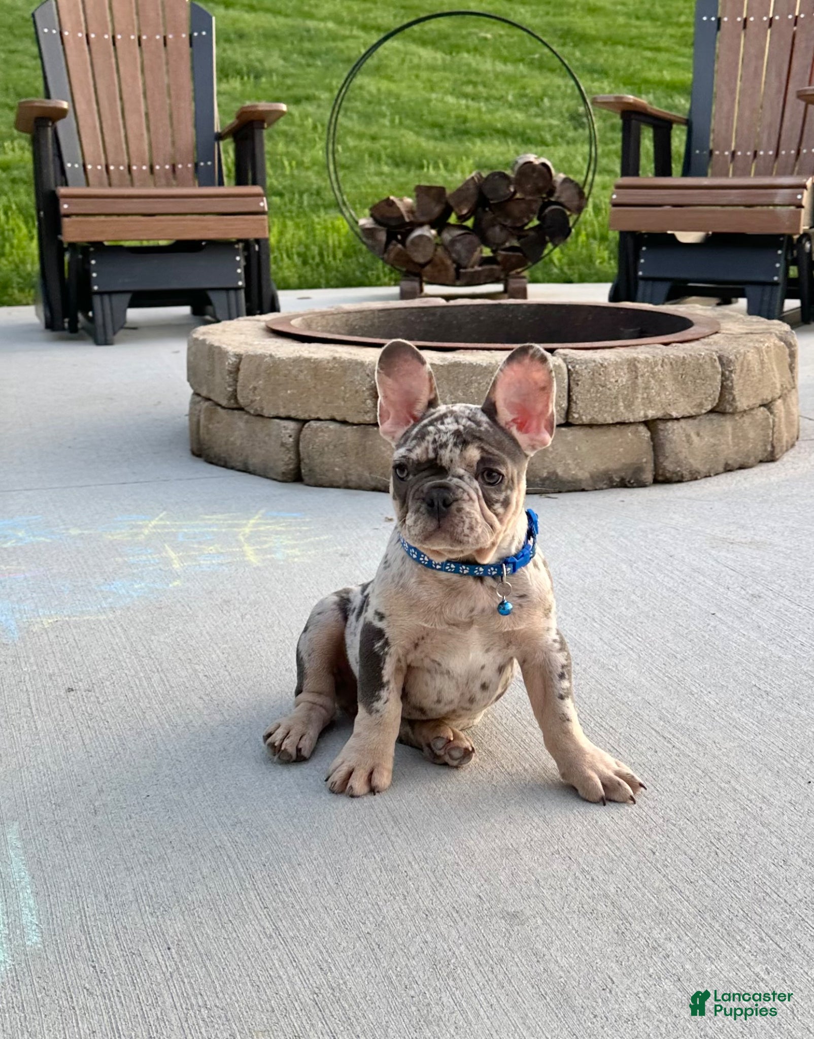 French Bulldog dogs Triston - Ad 1