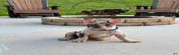 French Bulldog dogs for sale: Triston - Ad 1