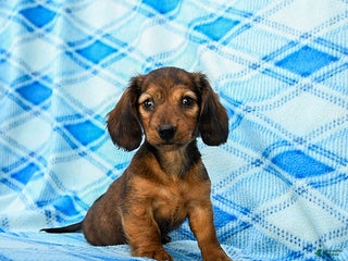 Miniature Dachshund dogs - Ad 22