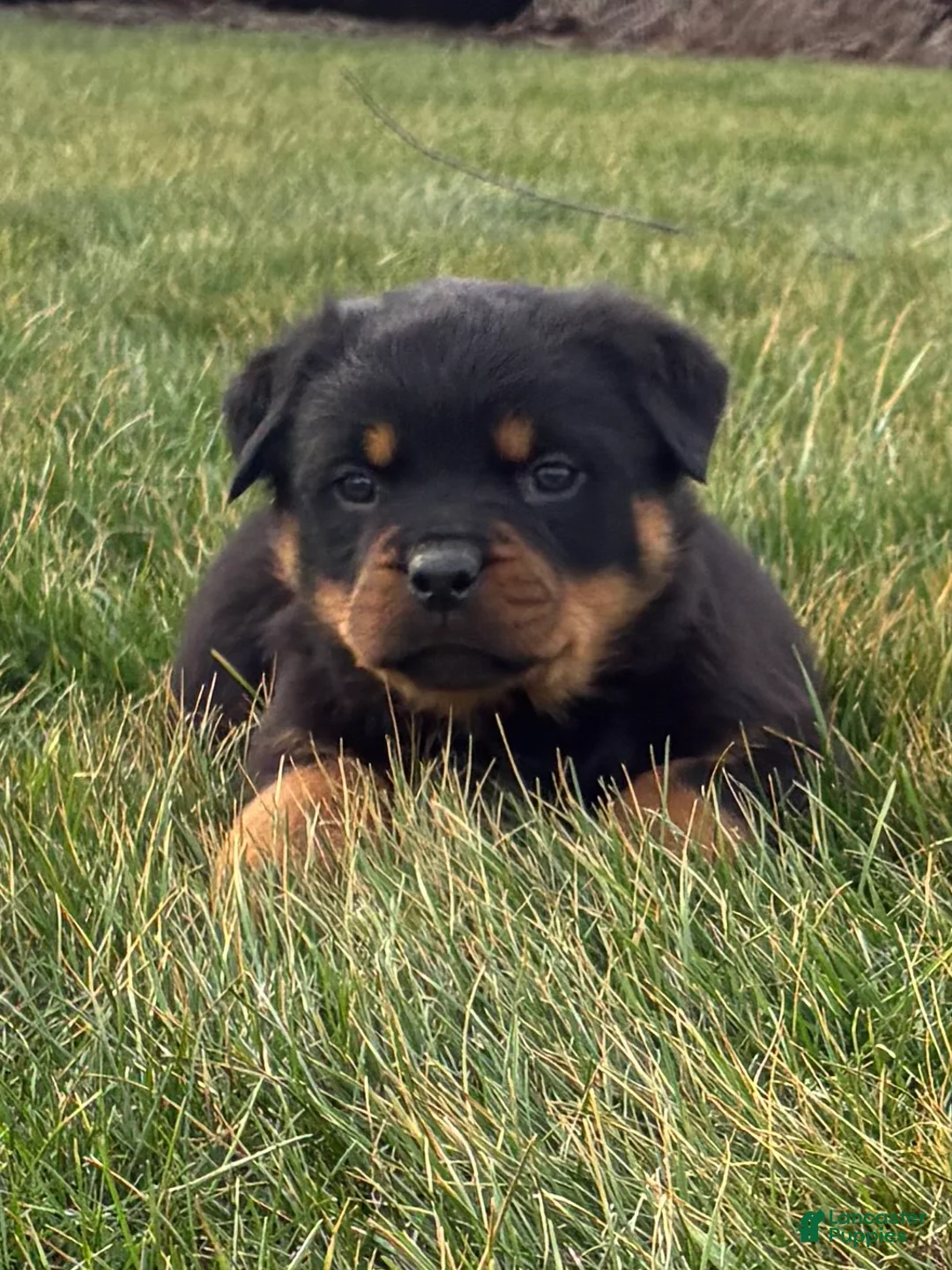 Rottweiler dogs for sale: Blaze - Ad 2