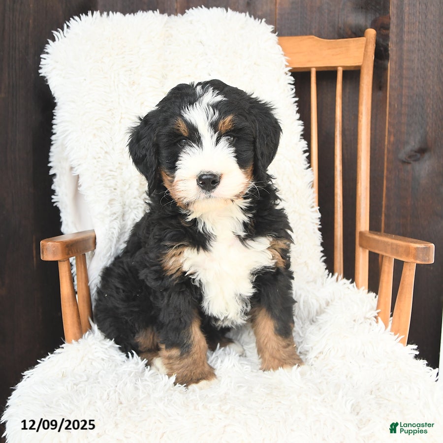 Bernedoodle dogs Simon - Ad 14