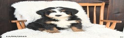 Bernedoodle dogs for sale: Simon - Ad 1