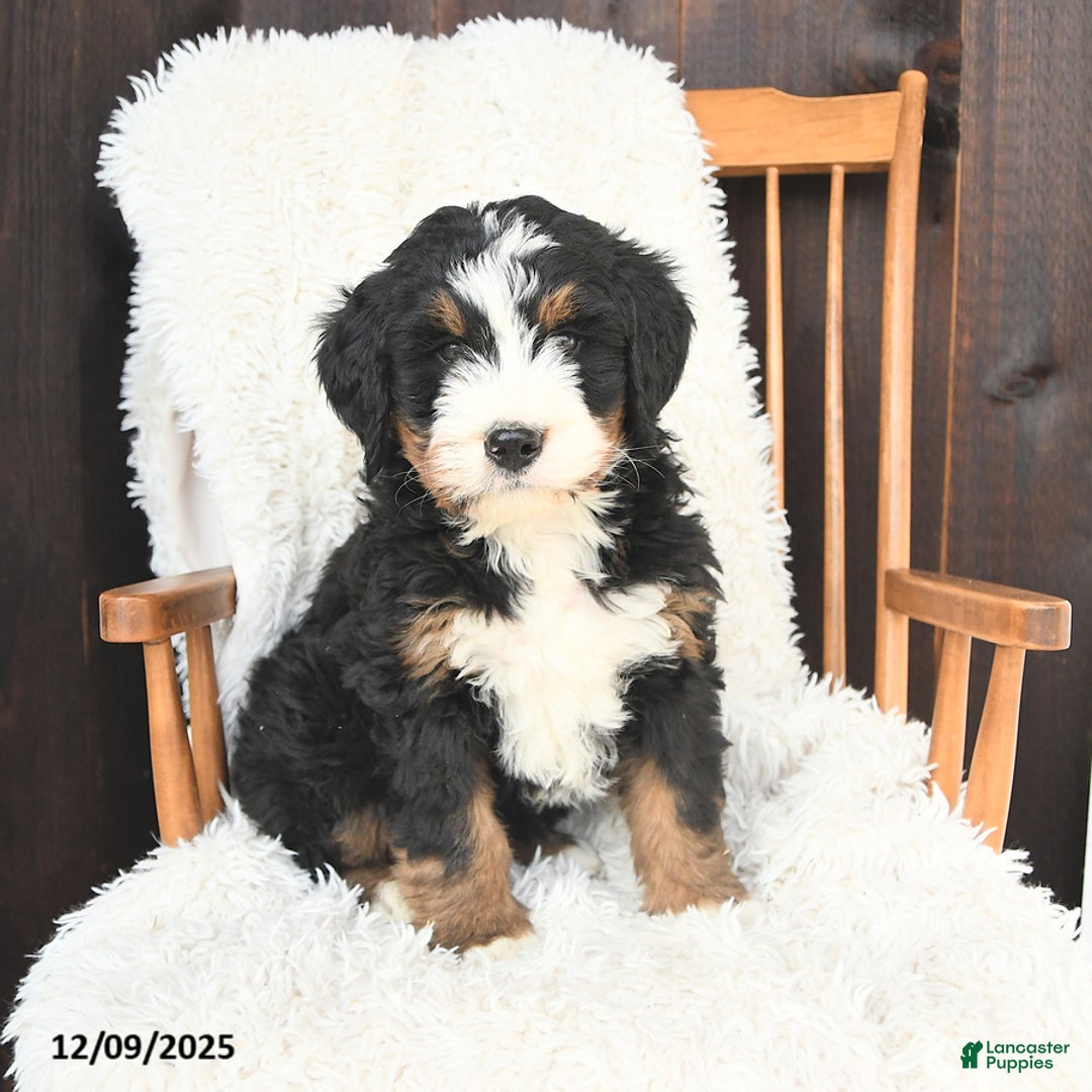 Bernedoodle dogs for sale: Simon - Ad 1