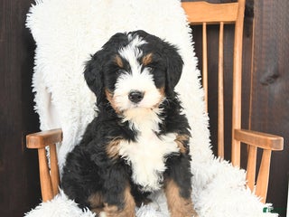 Bernedoodle dogs Simon - Ad 15