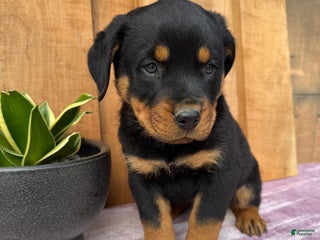 Rottweiler dogs - Ad 4