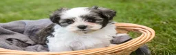 Havanese dogs for sale: Finnegan - Ad 5