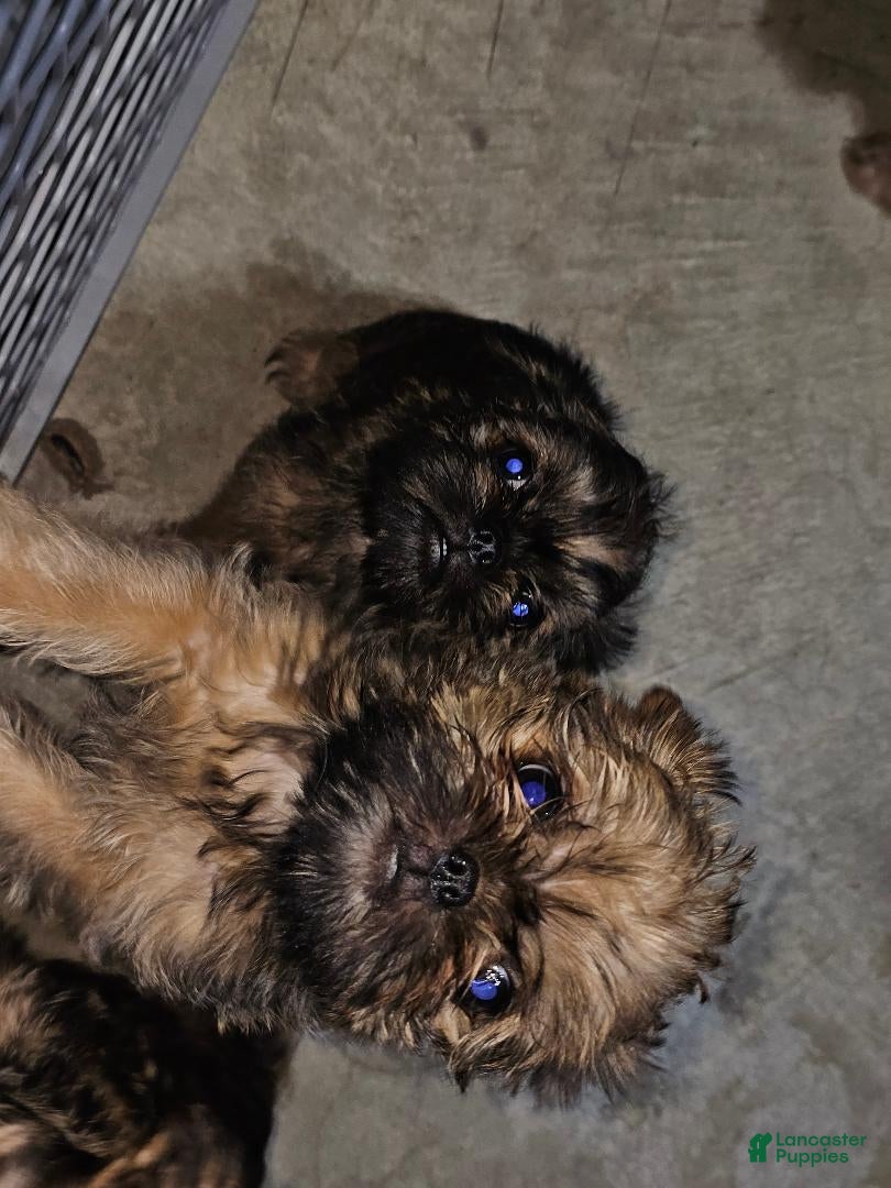 Brussels Griffon dogs Brussels Griffon Puppy 2 - Ad 3