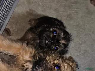 Brussels Griffon dogs Brussels Griffon Puppy 2 - Ad 7