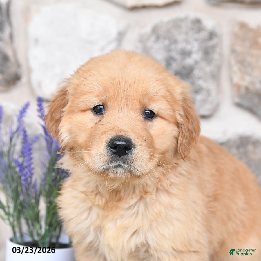 Golden Retriever dogs Dixie - Ad 2