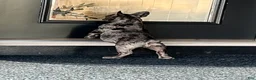 French Bulldog dogs for sale:  Figgy - Ad 5