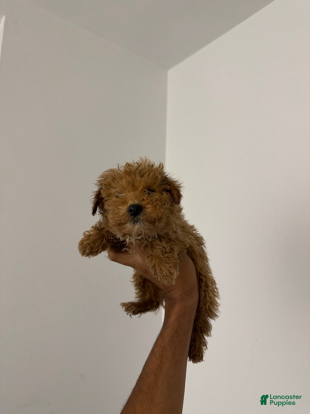 Mixed Breed dogs for sale: Major - Ad 1