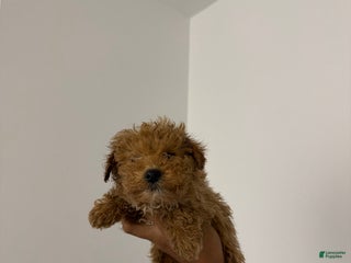Mixed Breed dogs Major - Ad 41