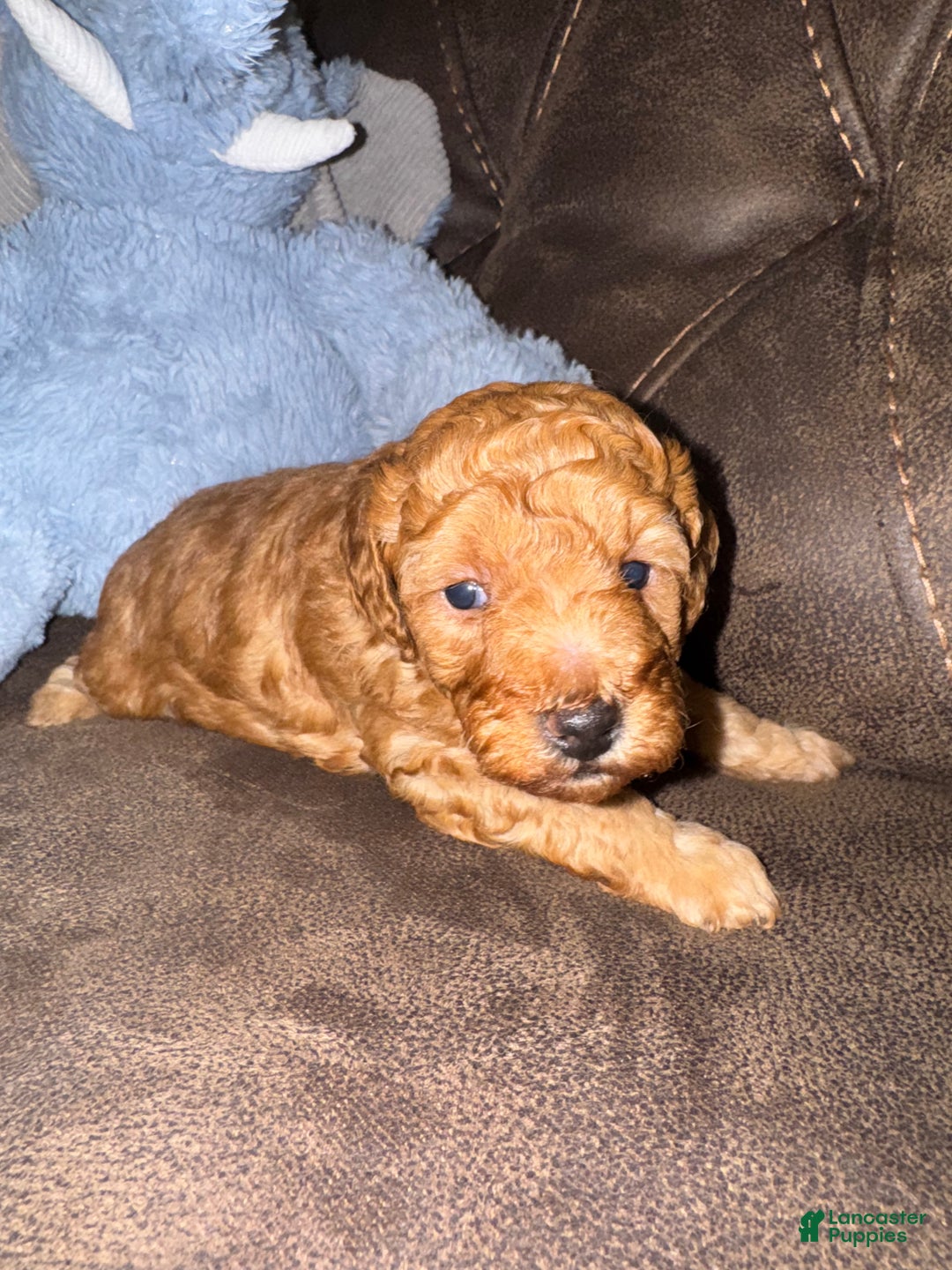 Miniature Poodle dogs for sale: Miniature Poodle Poppy - Ad 1