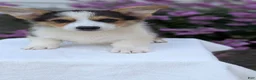 Welsh Corgi Pembroke dogs for sale: Liam  - Ad 8