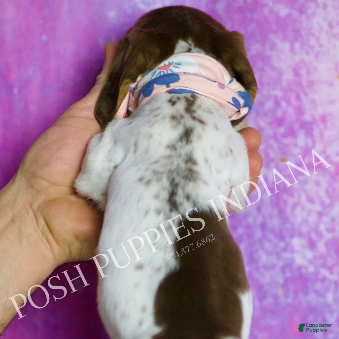 Miniature Dachshund dogs for sale: Sapphire - Ad 5