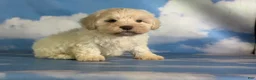 Schnoodle dogs for sale: Parker - Ad 10