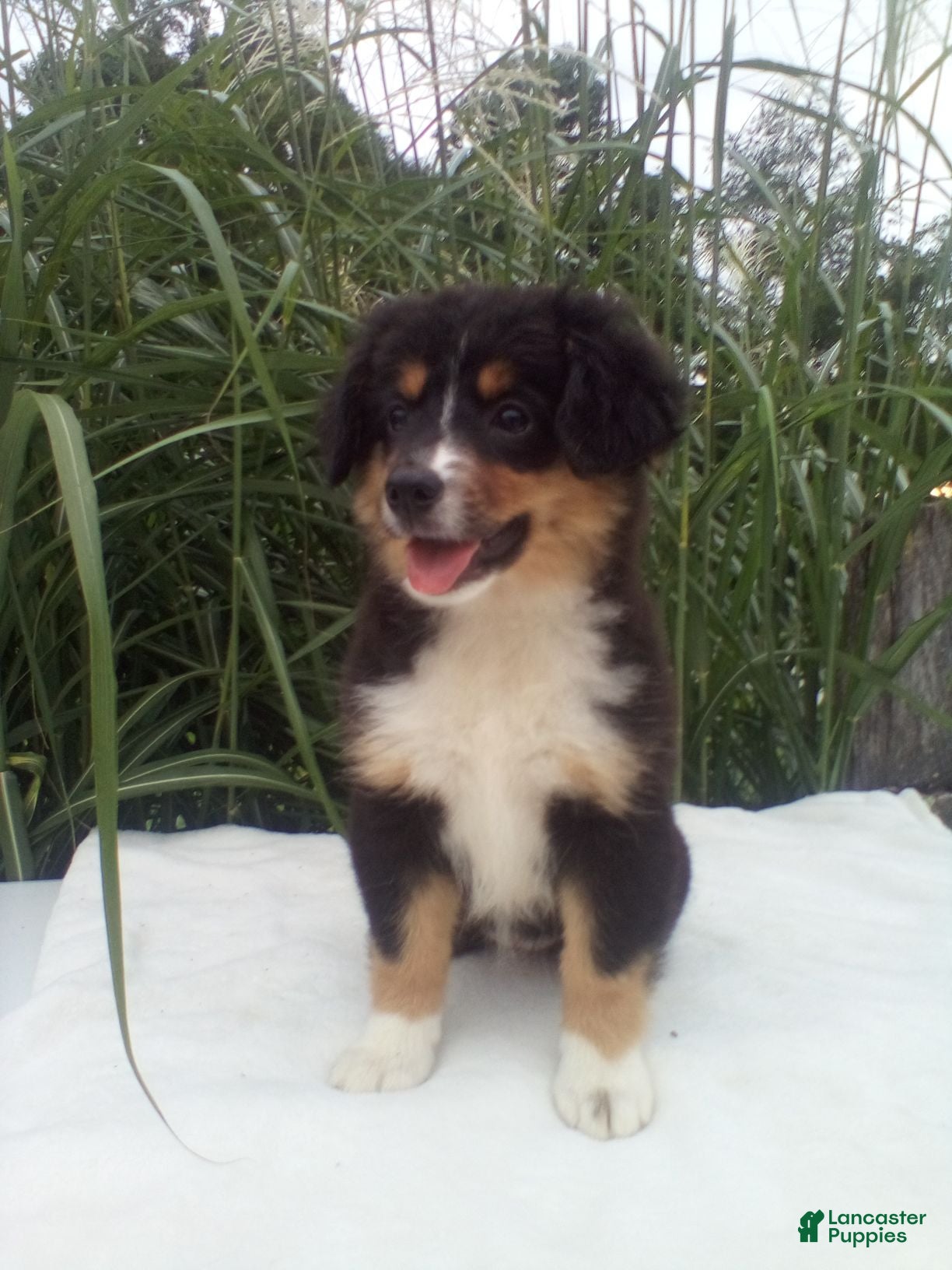 Miniature Australian Shepherd dogs Princess - Ad 2