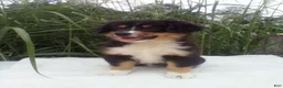 Miniature Australian Shepherd dogs for sale: Princess - Ad 2