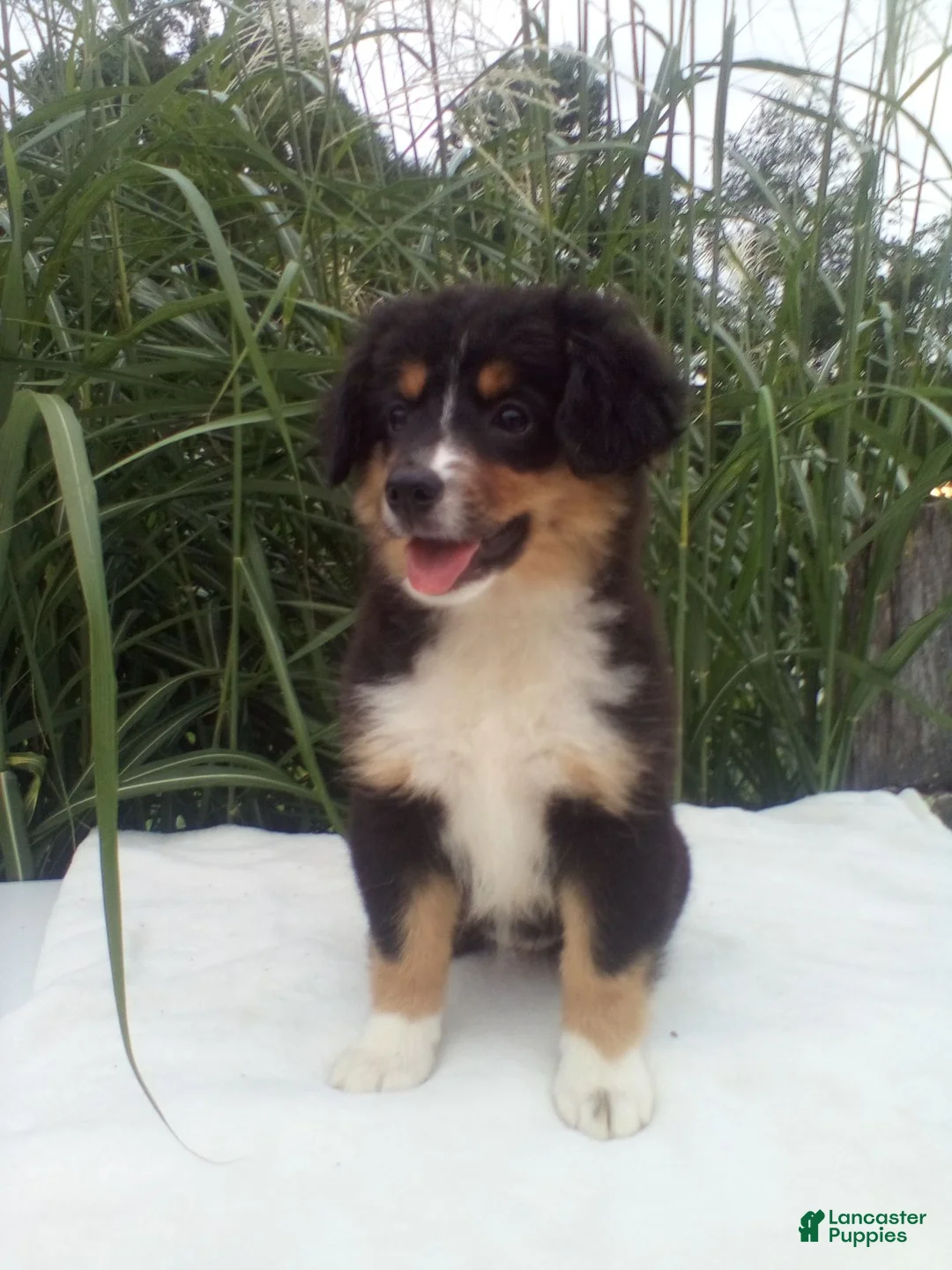 Miniature Australian Shepherd dogs for sale: Princess - Ad 2