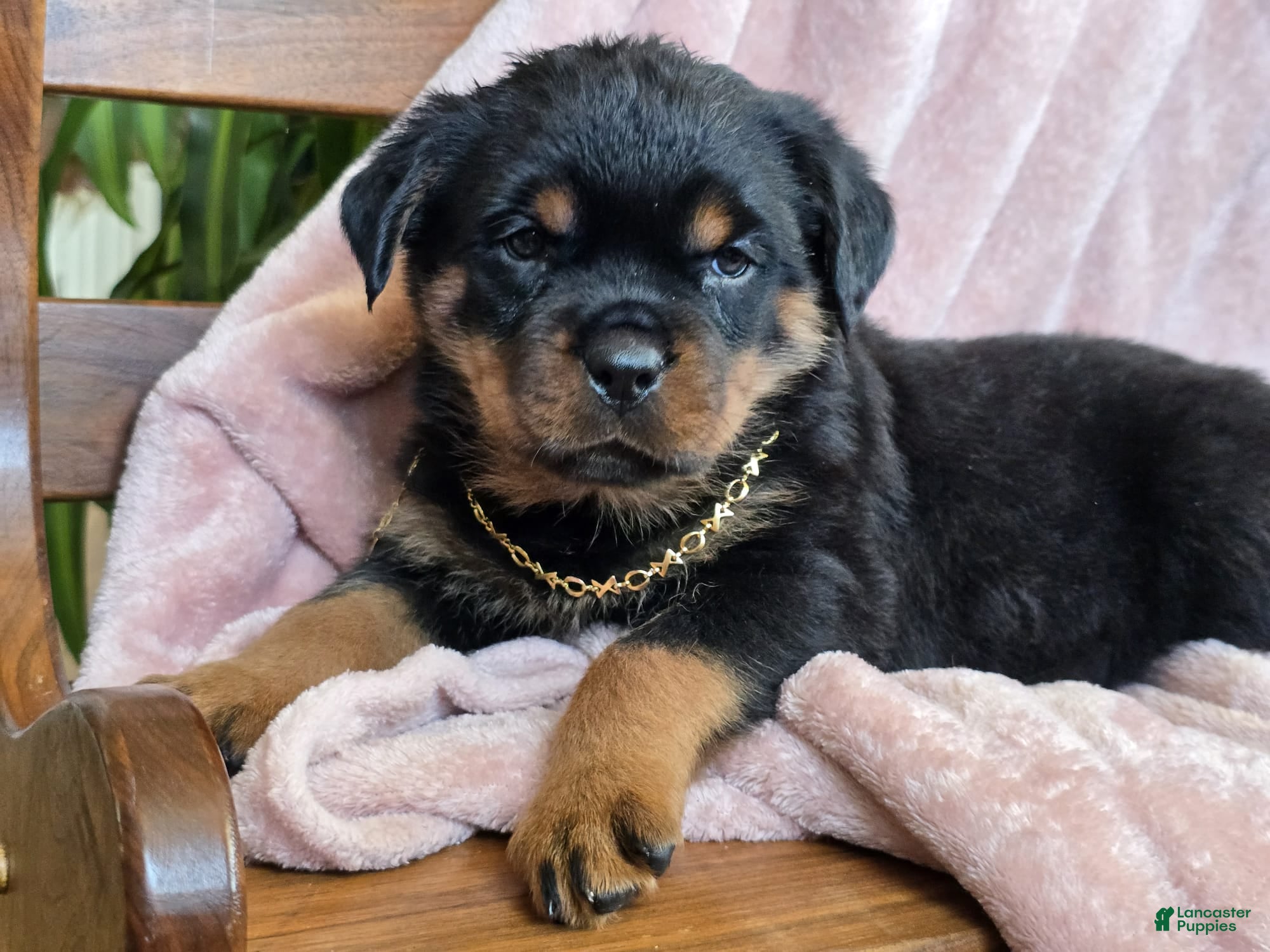 Rottweiler dogs Izzy - Ad 1