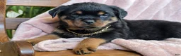 Rottweiler dogs for sale: Maple - Ad 5