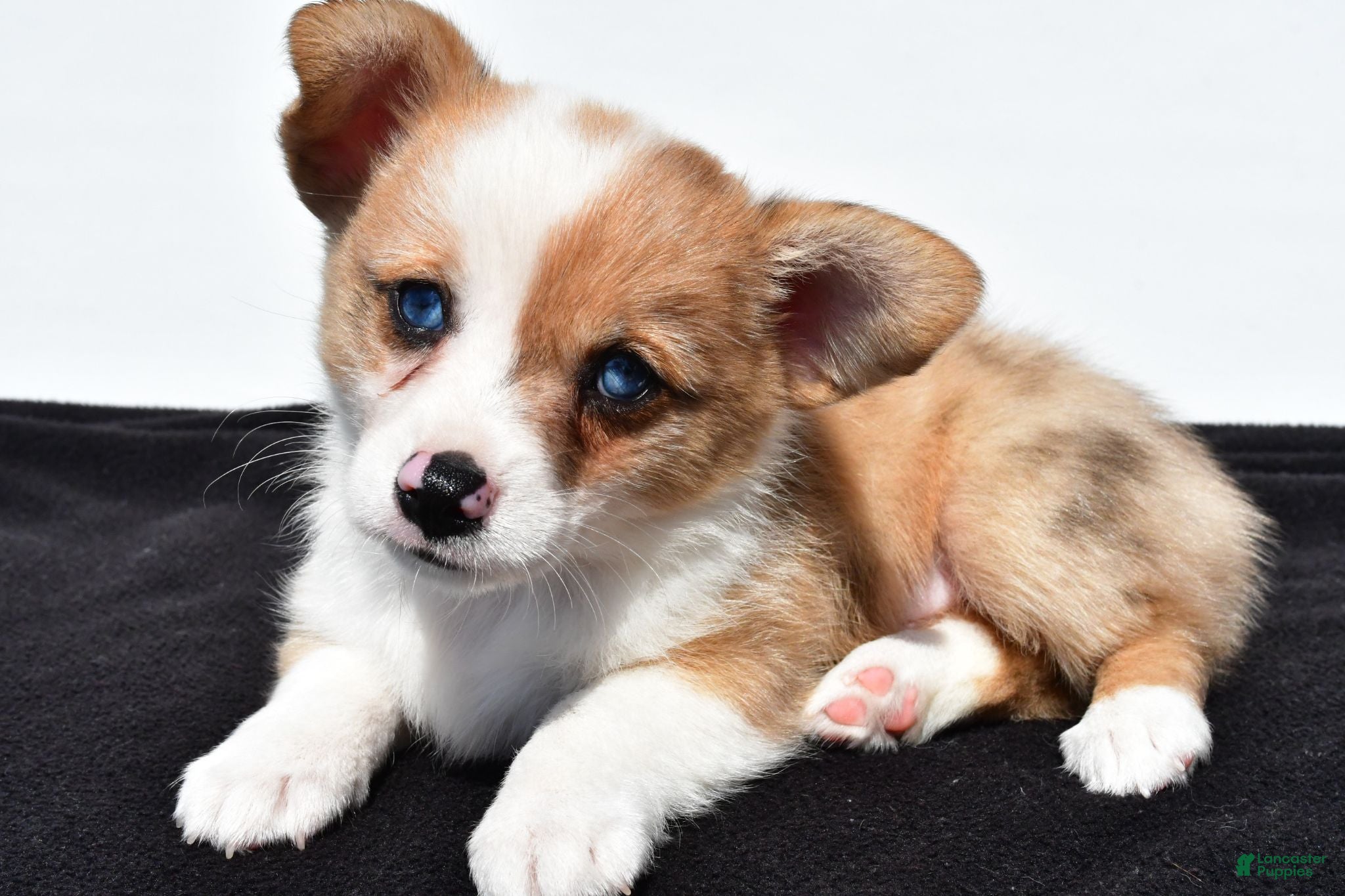 Mixed Breed dogs Oscar - Ad 1