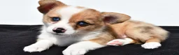 Mixed Breed dogs for sale: Oscar - Ad 1