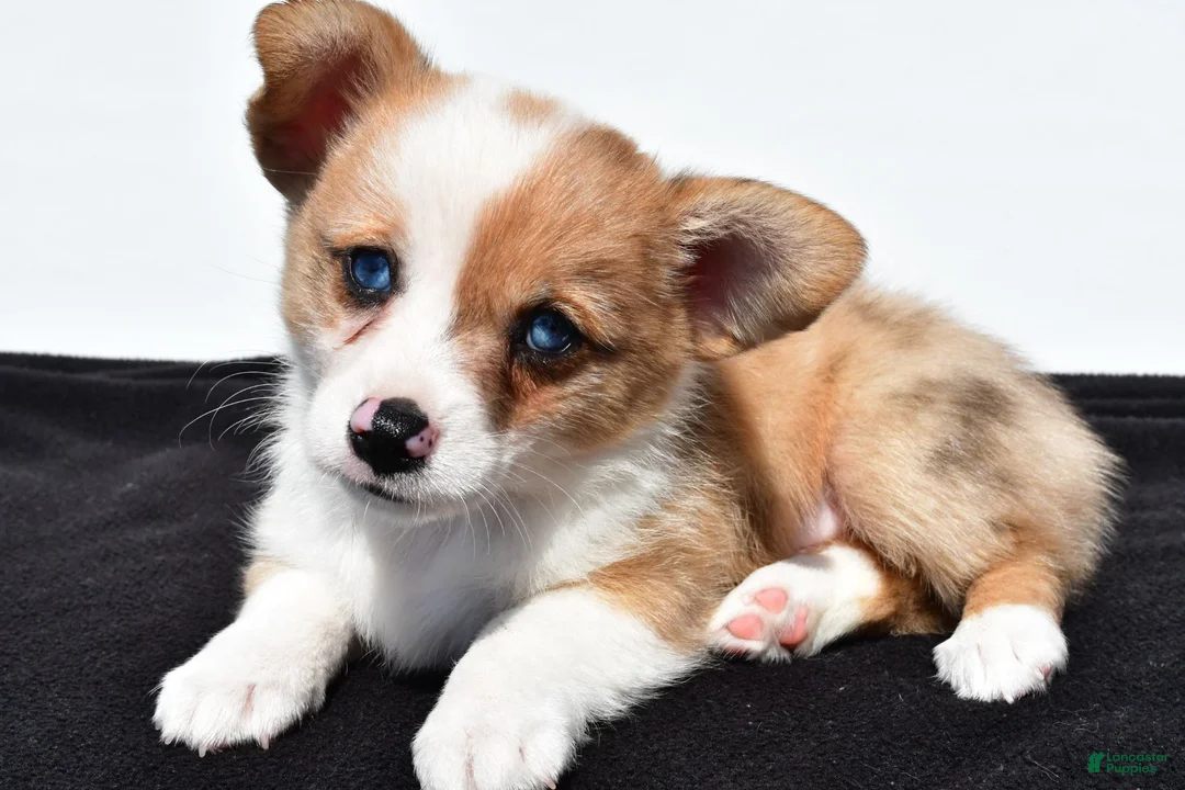 Mixed Breed dogs for sale: Oscar - Ad 1