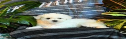 Bichon Frise dogs for sale: Vanilla - Ad 2
