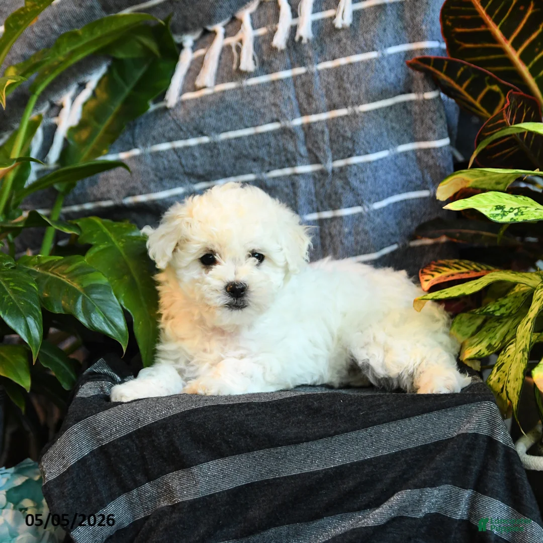 Bichon Frise dogs for sale: Vanilla - Ad 2