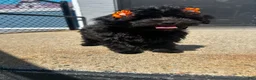Yorkiepoo dogs for sale: Yorkiepoo 3 - Ad 2