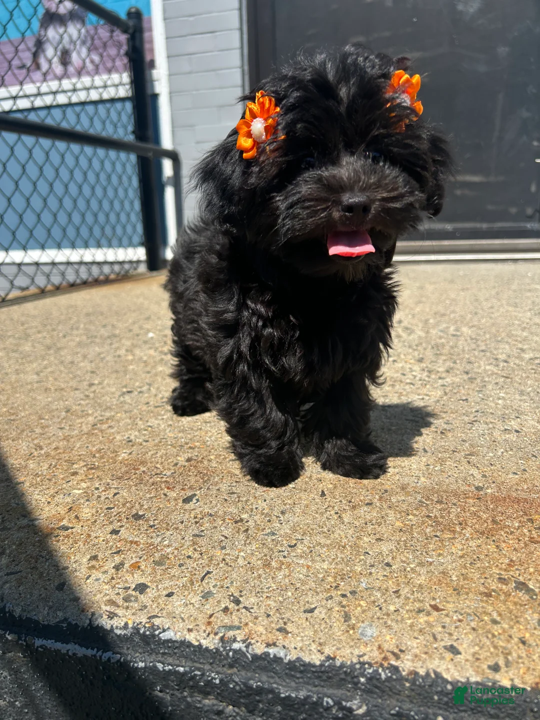 Yorkiepoo dogs for sale: Yorkiepoo 3 - Ad 2
