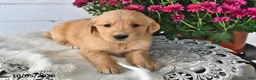 Golden Retriever dogs for sale: Reeca - Ad 2