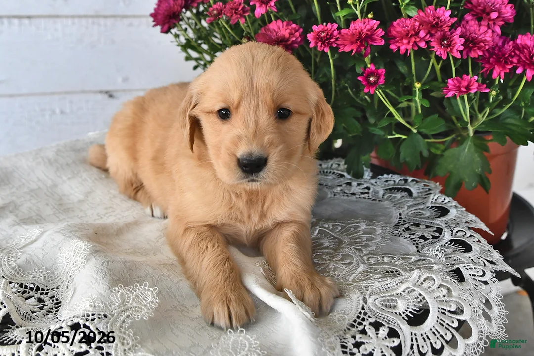 Golden Retriever dogs for sale: Reeca - Ad 2