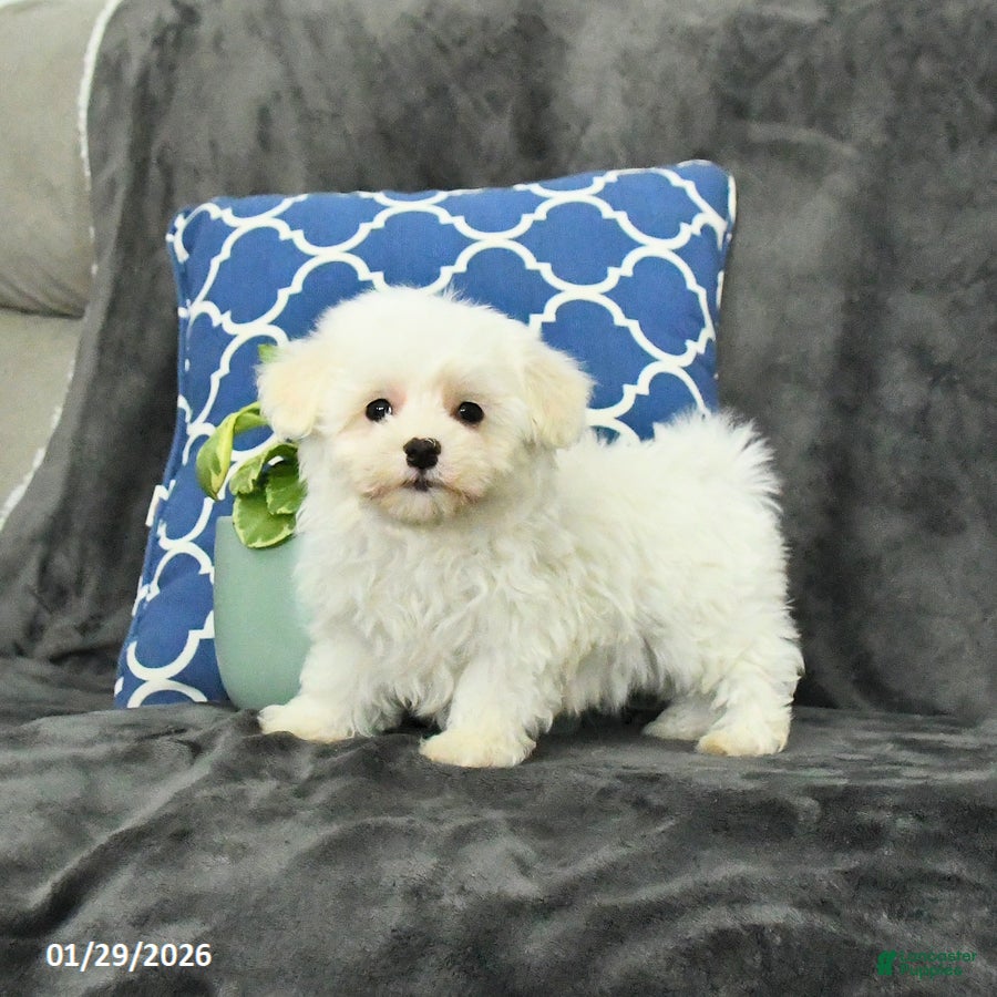 Mixed Breed dogs Dolly - Ad 2