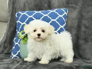 Mixed Breed dogs Dolly - Ad 2