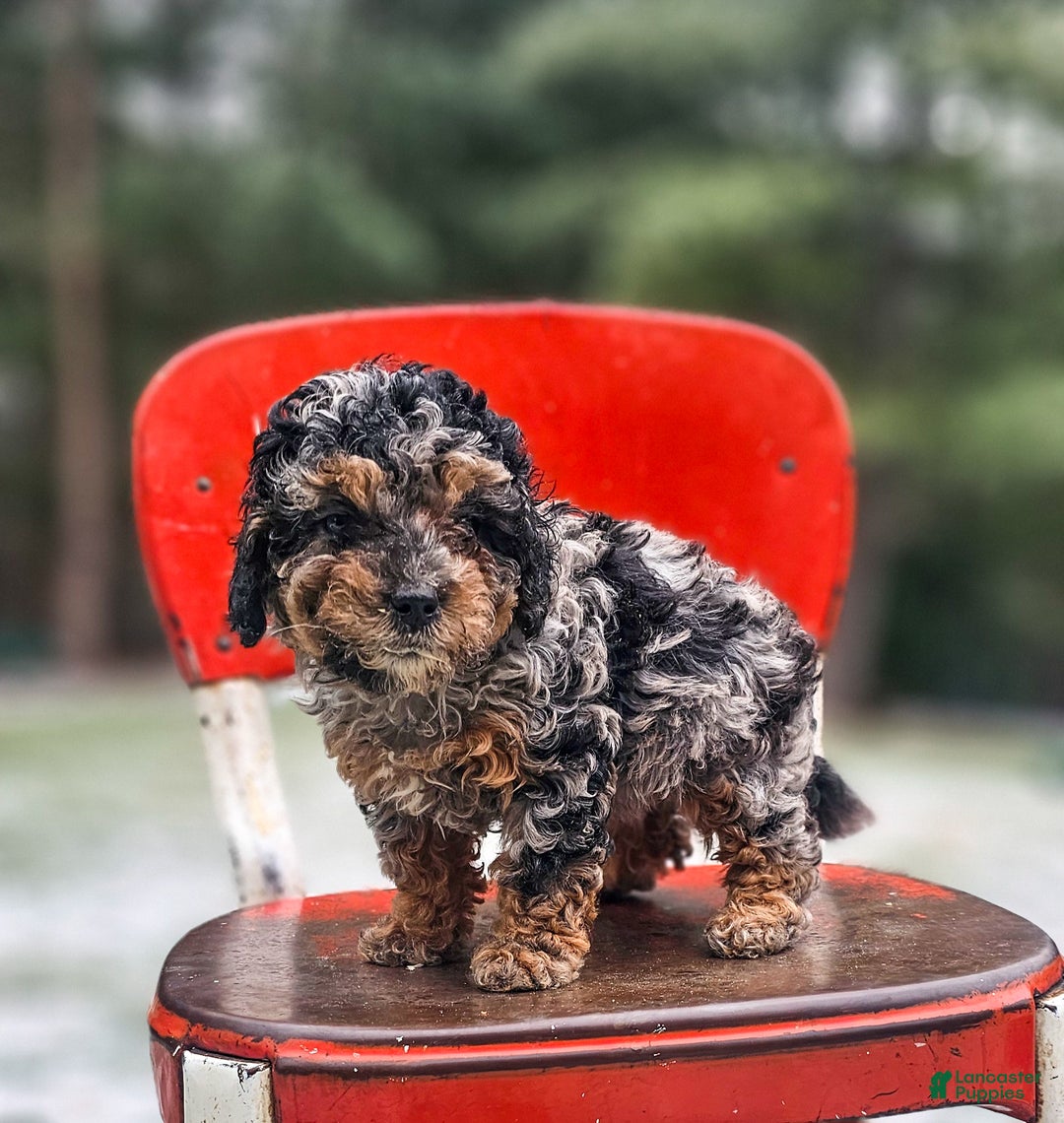 Miniature Poodle dogs for sale: Shadow - Ad 1