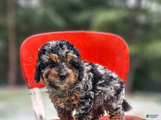 Miniature Poodle dogs Shadow - Ad 11