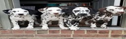 Dalmatian dogs for stud: AKC Registered Stud - Ad 3