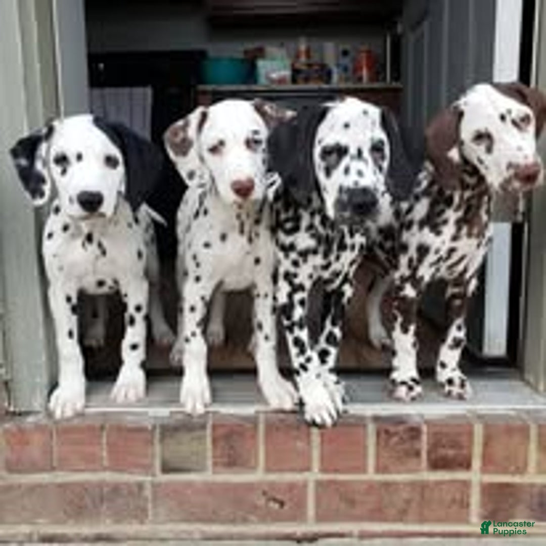 Dalmatian dogs for stud: AKC Registered Stud - Ad 3