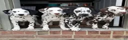 Dalmatian dogs for stud: AKC Registered Stud - Ad 3