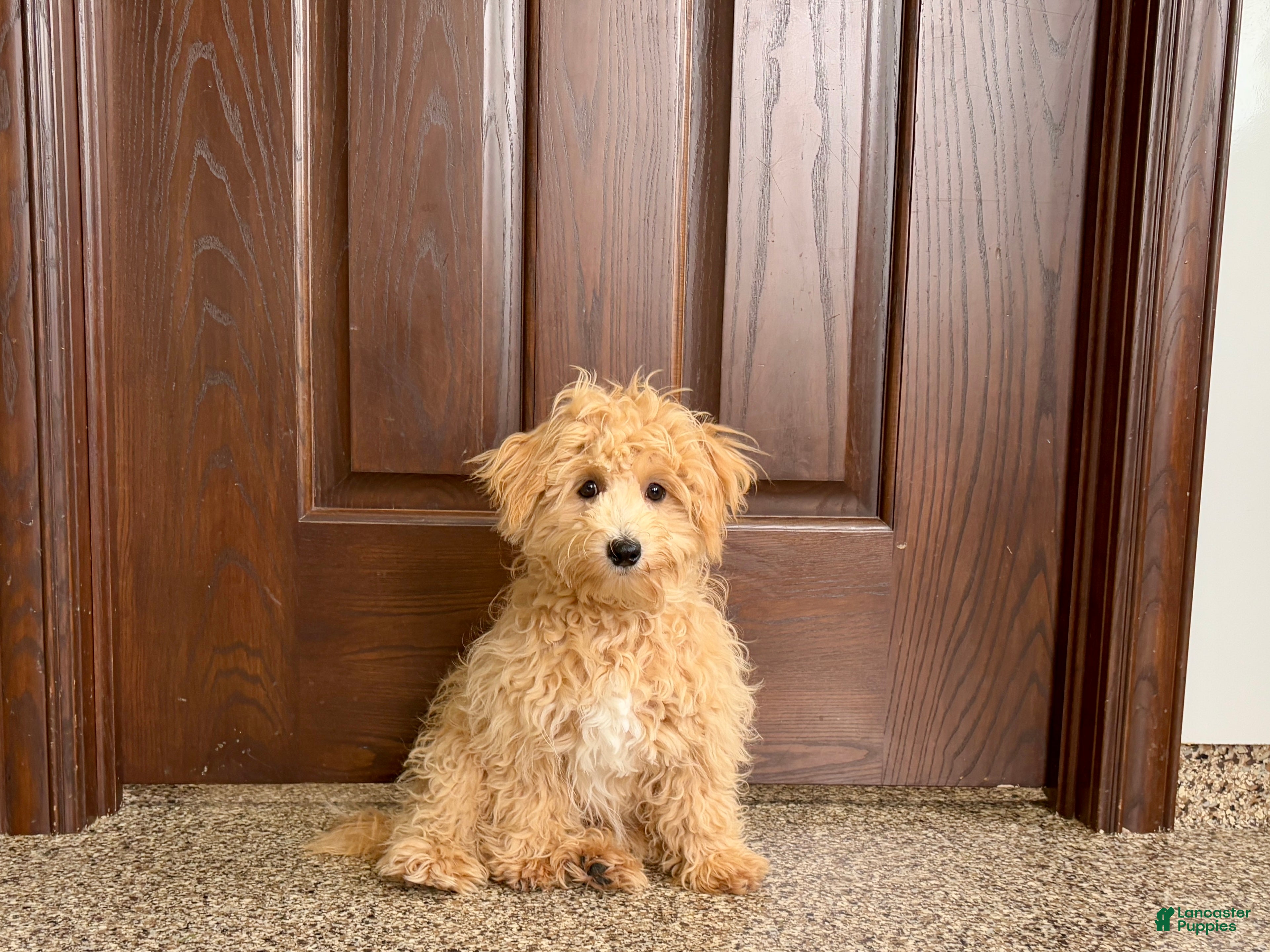 Maltipoo dogs Jerry - Ad 2