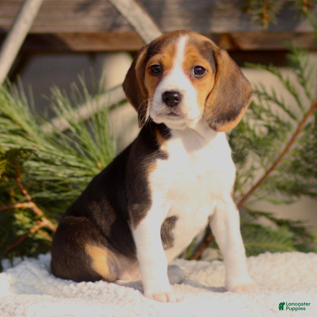 Beagle dogs Lily - Ad 22