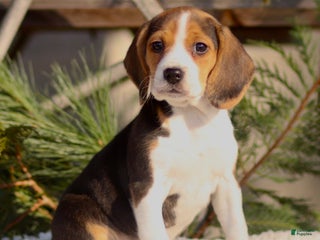 Beagle dogs Lily - Ad 22